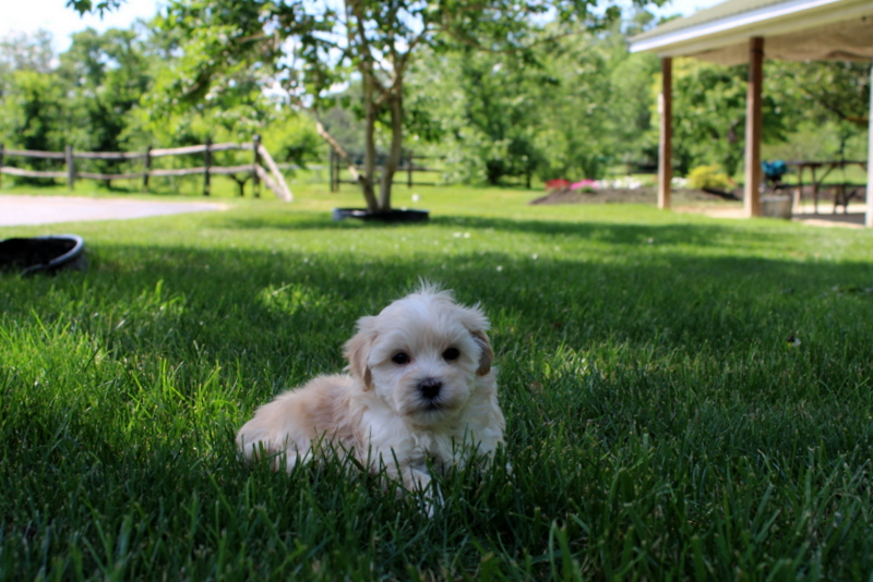 puppy, for, sale, Malsipoo, Matthew B. Stoltzfus, dog, breeder, Gap, PA, dog-breeder, puppy-for-sale, forsale, nearby, find, puppyfind, locator, puppylocator, aca